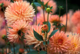 .flowers.